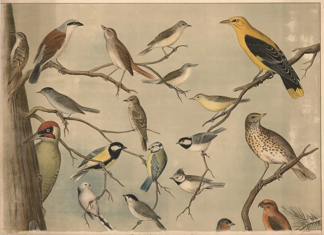 Small birds I (1911)